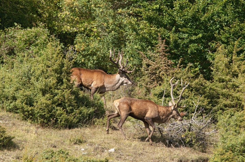 Un''arena molto contesa